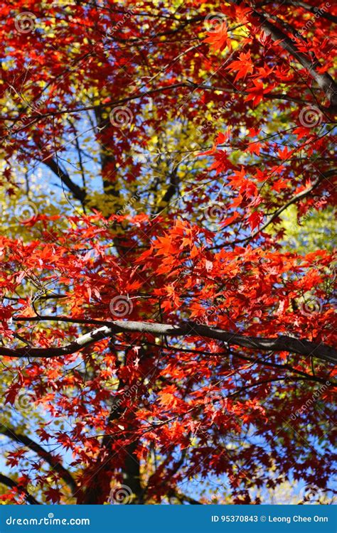 Stock Image Of Fall Foliage At Boston Stock Image Image Of Foliage