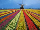 计划去荷兰旅游，什么季节是最好的？ - 知乎