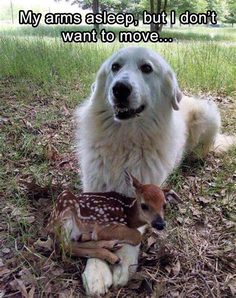 Funny Animal Picture Dump Of The Day 25 Pics