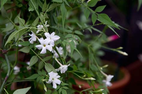 How To Grow Jasmine Bbc Gardeners World Magazine