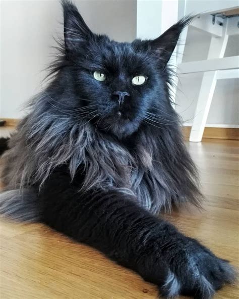 About Maine Coon Cats Ny Black Maine Coon Cat Breeds
