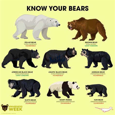 Pin By Kayleigh Last Name On Zoo Bear Prehistoric Animals Animal Facts
