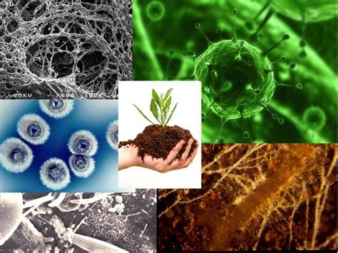Microbes Are An Answer Part 1 Soil Health Soil Natural Farming
