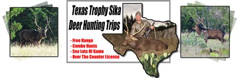 Texas Sika Deer Hunting Sika Deer Hunts In Texas