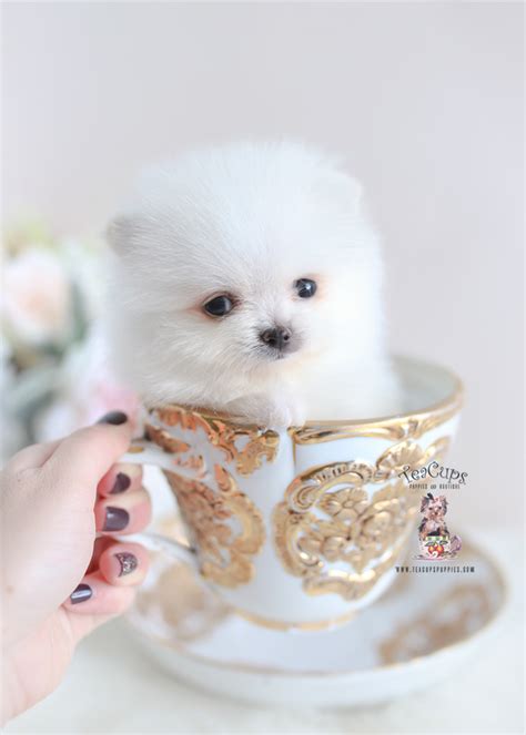 (britain) synonym of tempest in a teapot. Teacup Pomeranian Breeder | Teacups, Puppies & Boutique