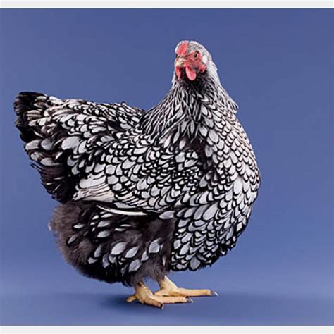 Silver Laced Wyandotte Best Egg Laying Chickens Keeping Chickens