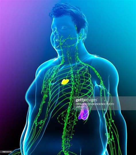 Male Lymphatic System Illustration High Res Vector Graphic Getty Images
