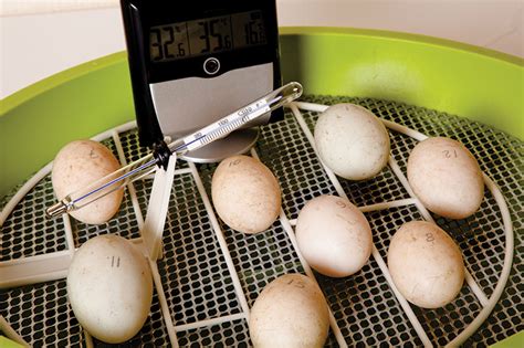 How To Incubate A Clutch Of Chicken Eggs Hobby Farms