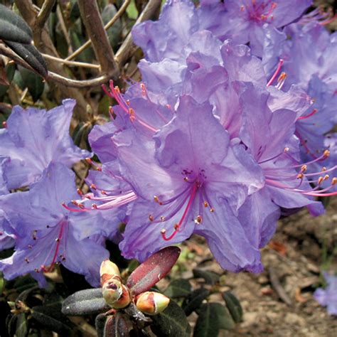 Jars V61n1 Rhododendron Of The Year Awards 2007