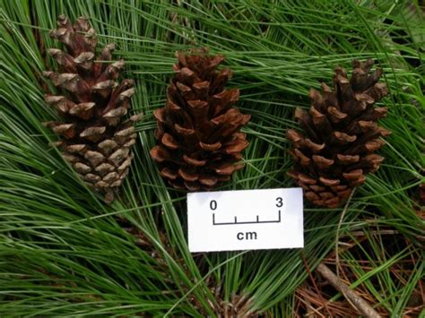 Pinus Kesiya Khasi Pine Conifer Species American Conifer Society