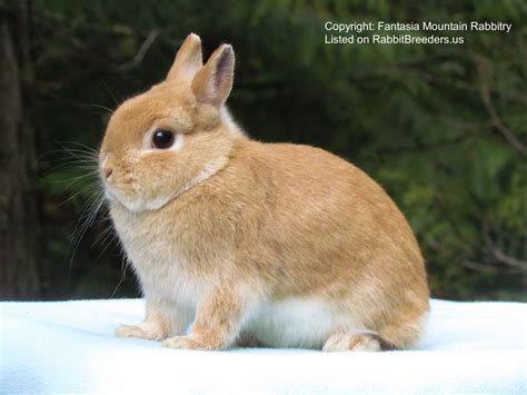 Netherland Dwarf Rabbits Netherland Dwarf Rabbit Photo Is Of A Sr