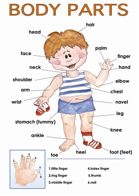 Body parts worksheet for lkg. 50 Body Parts In Spanish Worksheet | Chessmuseum Template ...