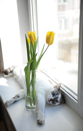 In some cases, ingesting a small amount can have devastating results, while cats may need to be exposed to relatively large amounts. Photos of Poisonous Plants and Flowers for Cats