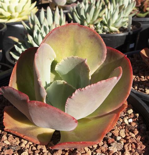 Echeveria Mauna Loa Cactus Jungle