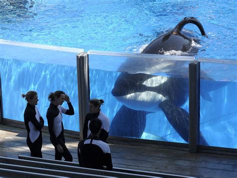 Tilikum Orca That Killed Trainer And Was Featured In Documentary