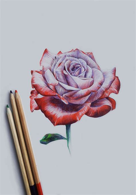 Drawing Rose Roses Drawing Flower Drawing Pencil Drawings Of Flowers
