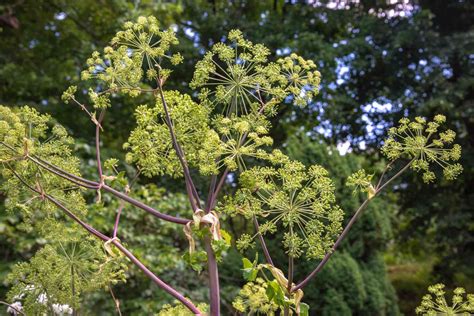 How To Grow And Care For Angelica