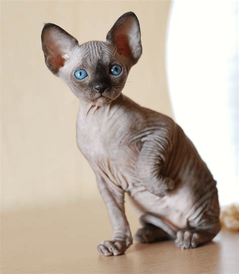 Fat Hairless Cat 2023 Healt Elements Tips