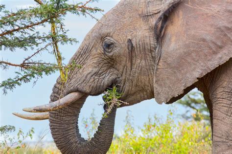 The extremely flexible trunk of this animal has 100,000 various muscles. African Elephant Eating Acacia Leaves And Bark Stock Image ...