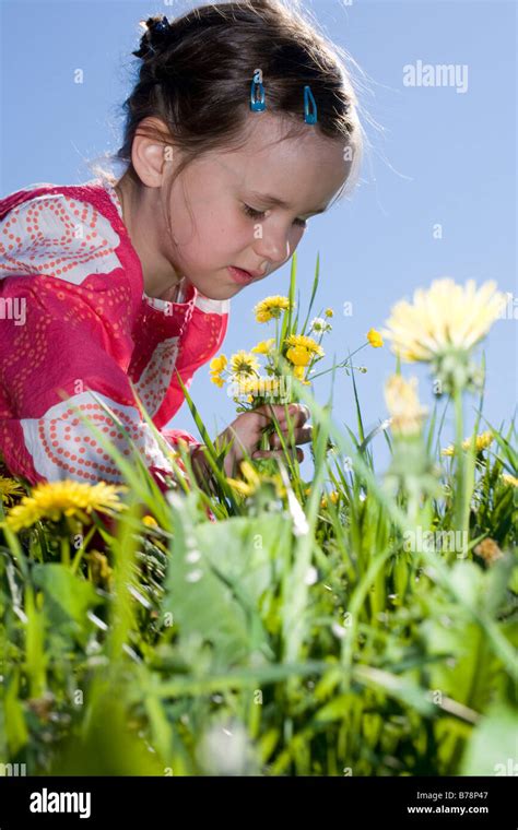 Young Girl 6 7 Picking Dandelion Flowers Stock Photo Alamy