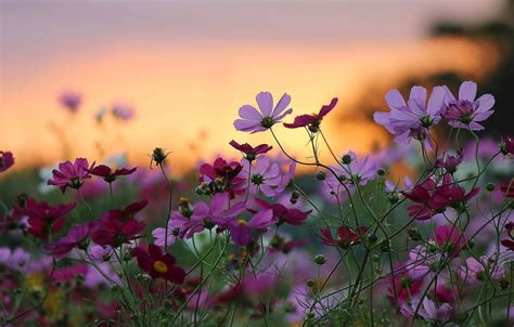 Flowers On The Sunset Wallpapers Wallpaper Cave
