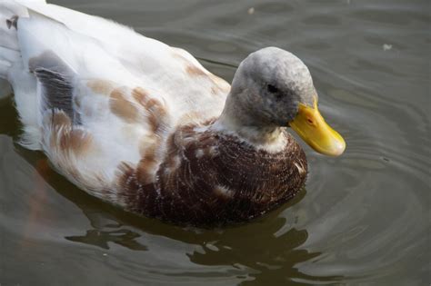 Duck Breeds 14 Breeds You Could Own And Their Facts At A Glance