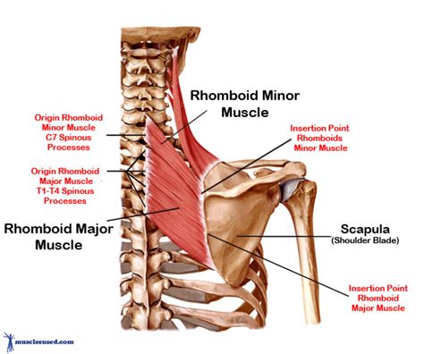 So we are going to start with the muscles of the human torso. Rhomboid Muscles are found in the upper torso of the back.