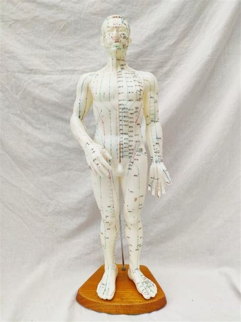 Grote Acupunctuur Pop Model Man Rubber Catawiki