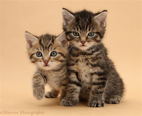 Two Cute Tabby Kittens On Beige Background Photo Wp35571