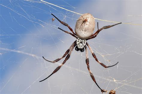 Golden Orb Spider A Photo On Flickriver