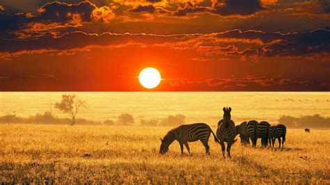🥇 African Savannah Sunset Wallpaper 134380