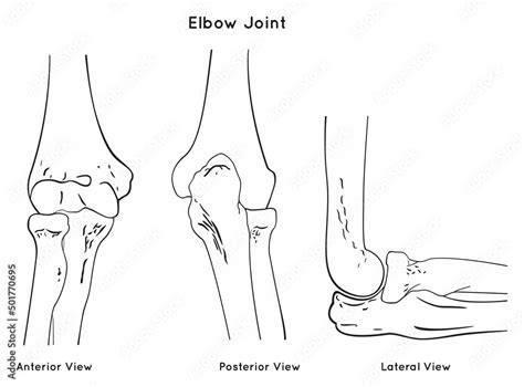 Poster Joint Education Elbow Joint Anatomy Anterior Posterior And