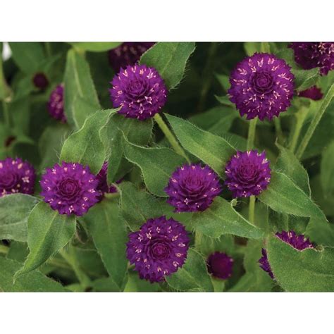 Proven Winners Lil Forest Plum Bachelor Button Gomphrena