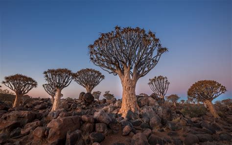 A Quiver Tree Forest In The Namibian Desert Tree Forest Forest