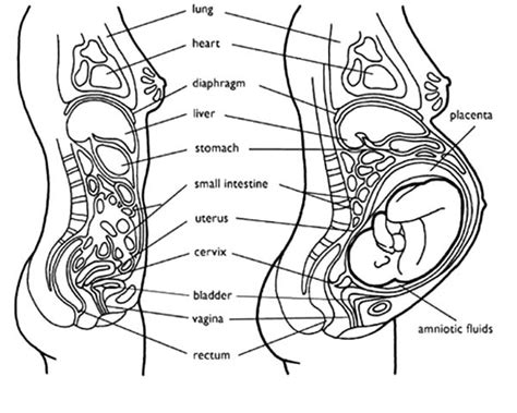 Pin On Anatomi Coloring Pages