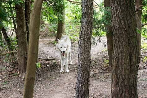 Premium Photo Gray Wolf In The Woods