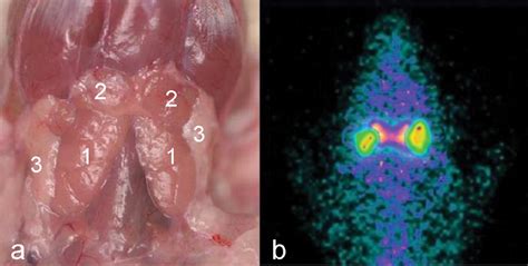 Scintigraphic Assessment Of Salivary Gland Function In A Rat Model