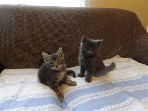 5 world oldest cat ever. 5 Gorgeous 8 week old Kittens | London, East London ...