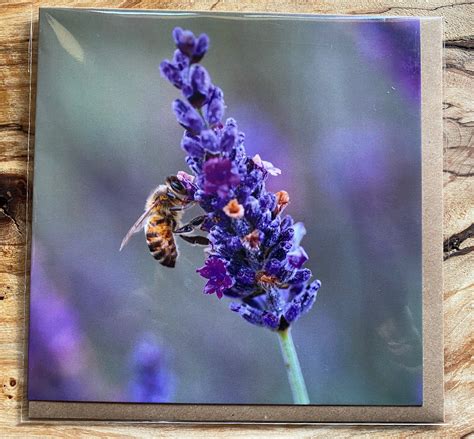 Lavender Greeting Card Card With Lavender And Bee On Purple Lavender