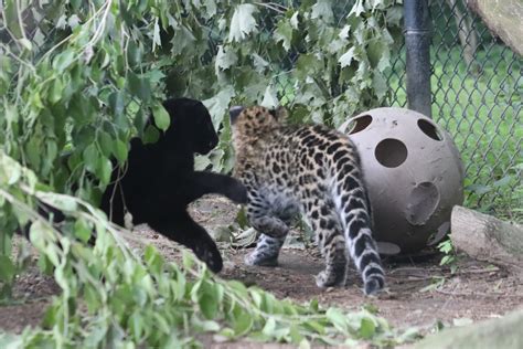 Fantastic — Amur Leopard Cubs Now On Display At The Beardsley Zoo