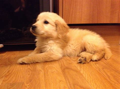 Ideal training treats should be tiny (for most dogs, smaller than the nail on your little finger, even smaller for miniature/toy breeds) and soft. 12 week old golden retriever | Llanelli, Carmarthenshire ...