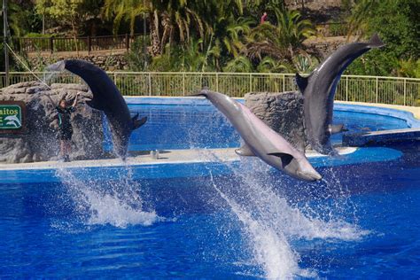 2017 12 0413 27 29pentaxjh Palmitos Park Dolphin Show L Flickr