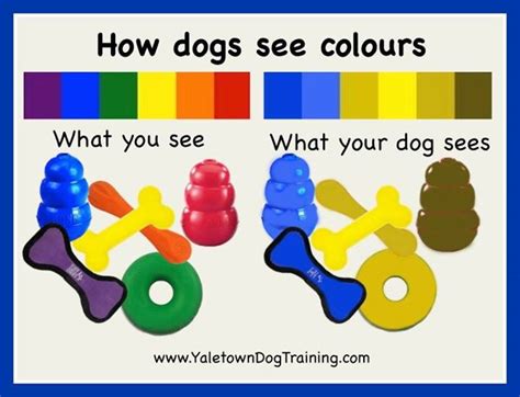 With just a couple of cones, the person sees colors but. Les yeux du chien et sa vision - Page 2
