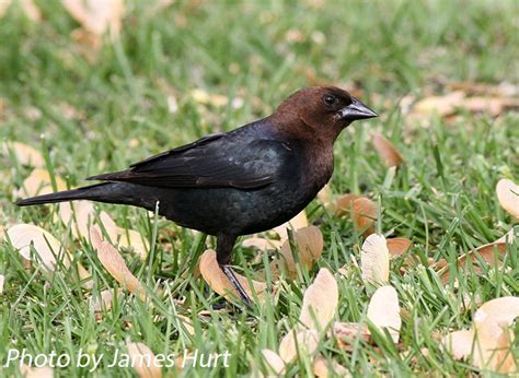 Brown Headed Cowbird State Of Tennessee Wildlife Resources Agency