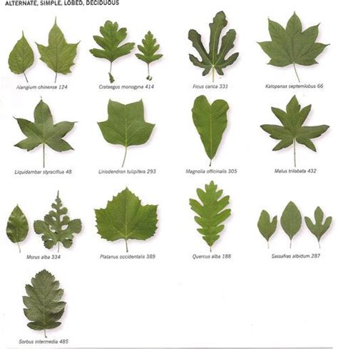 Identification Chart Wisconsin Tree Leaves