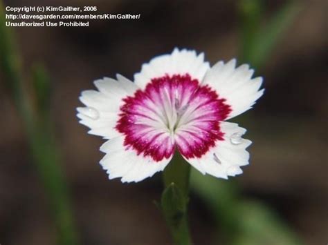 Plantfiles Pictures Dianthus Maiden Pinks Arctic Fire Dianthus