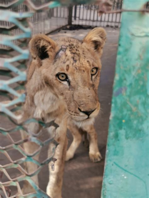 las impactantes fotos de cinco leones al borde de la muerte por desnutrición en sudán infobae