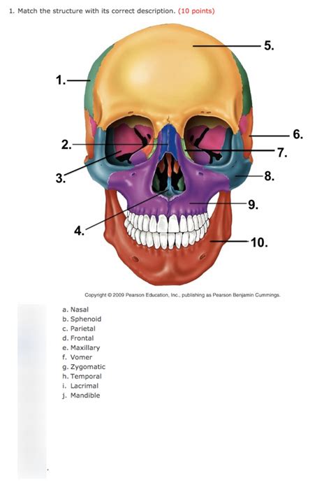 Human Skull Anatomy Quiz
