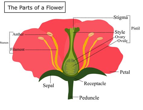 Anatomy Of A Flowerthe Parts Of A Flowerplant Morphology Or