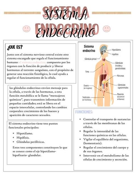 Sistema Endocrino Mita2 Pdf 1 Paula Camila Chacon Caicedo UDocz